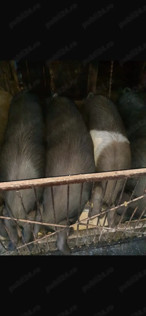 Vind Porci pentru sacrificat 