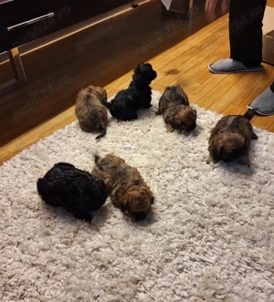 Pechinezi mici de rasă pura-Pekingez Imperial -portocaliu și negru - imagine 8