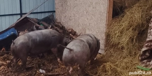 Porci de vanzare 