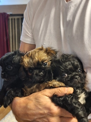 Pechinezi mici de rasă pura-Pekingez Imperial -portocaliu și negru - imagine 4