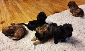 Pechinezi mici de rasă pura-Pekingez Imperial -portocaliu și negru - imagine 5