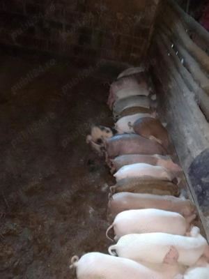 De vânzare purcei 9 bucăți 70 80 kg 20 de bucăți de 8 saptamani si 2 scroafe  - imagine 3