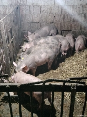   purcei soldani de vânzare 