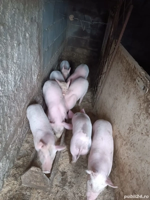 vand purcei - imagine 3