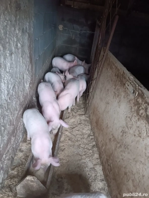 vand purcei - imagine 2