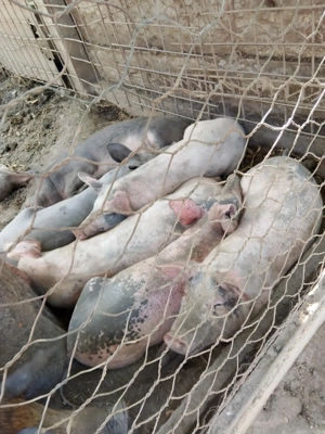 De vânzare purcei 9 bucăți 70 80 kg 20 de bucăți de 8 saptamani si 2 scroafe  - imagine 5