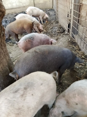 De vânzare purcei 9 bucăți 70 80 kg 20 de bucăți de 8 saptamani si 2 scroafe  - imagine 4