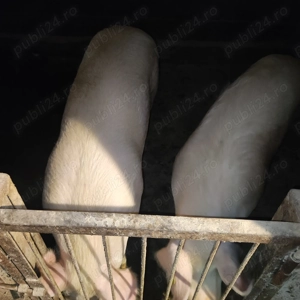 Porci de vânzare 