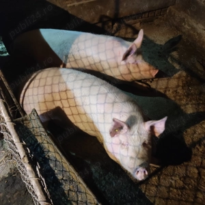 Porci de vânzare  - imagine 2