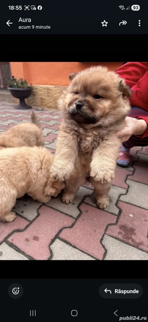 catei chow chow, vârsta 2 luni vaccinați 35a de euro 