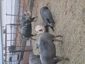 Vand porci de carne  - imagine 3