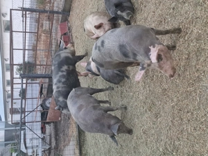 Vand porci de carne  - imagine 4