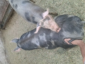 Vand porci de carne  - imagine 5