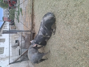 Vand porci de carne  - imagine 2