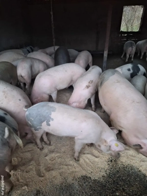 Porci de vanzare  - imagine 2