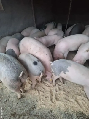 Porci de vanzare  - imagine 3