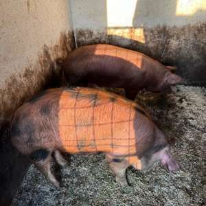 Porci scroafe reproducere 100-120kg