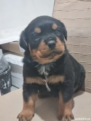 Puiuți drăgălași  - imagine 2