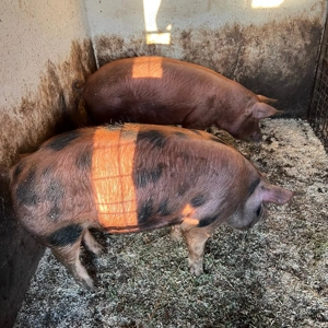 Porci scroafe reproducere 100-120kg - imagine 2