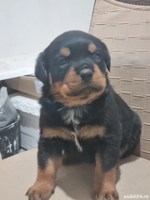 Puiuți drăgălași  - imagine 4