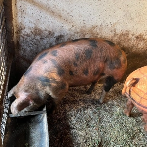 Porci scroafe reproducere 100-120kg - imagine 4