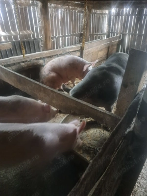 Vând porci Crăciun rasa de carne 