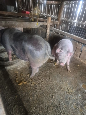 Vând porci Crăciun rasa de carne  - imagine 4