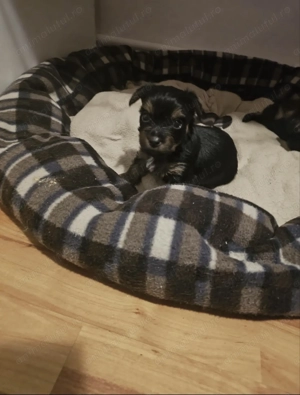 Pui youkshire terrier