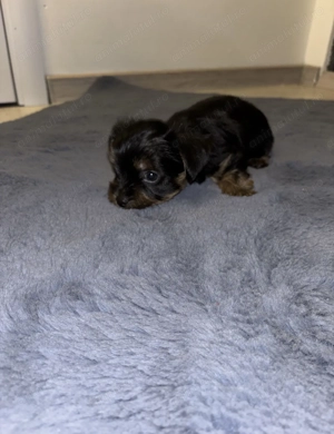 Pui youkshire terrier - imagine 5