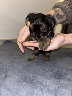 Pui youkshire terrier - imagine 4