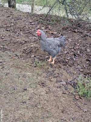 Cocosi plymouth rock barat - imagine 2