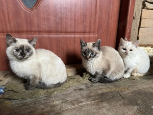 Pui de pisică Siameză - imagine 3