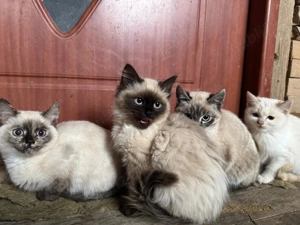 Pui de pisică Siameză