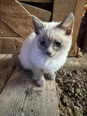 Pui de pisică Siameză - imagine 4