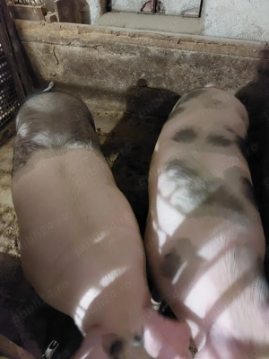 De vânzare  porci  pentru  Crăciun 