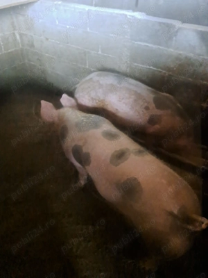 Vând porci diferite greutăți  - imagine 3