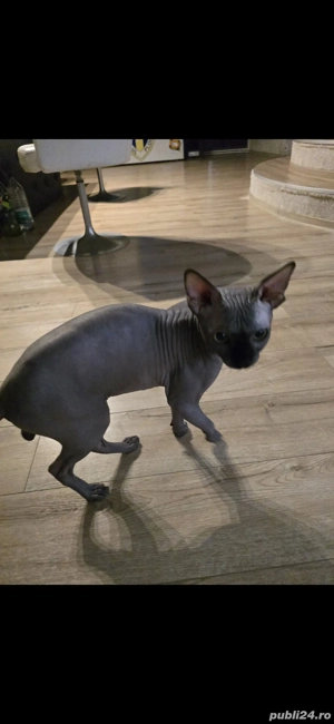 motan sfinx 1,8 ani - imagine 2