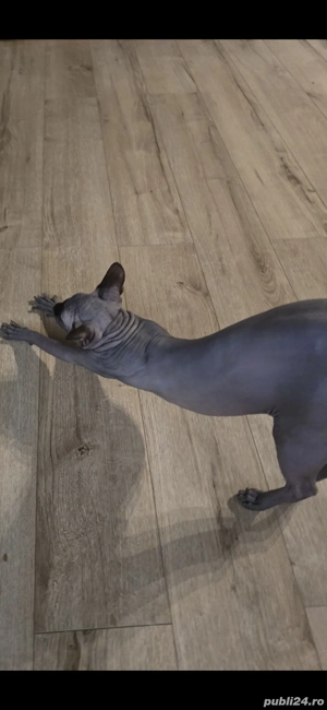 motan sfinx 1,8 ani - imagine 4
