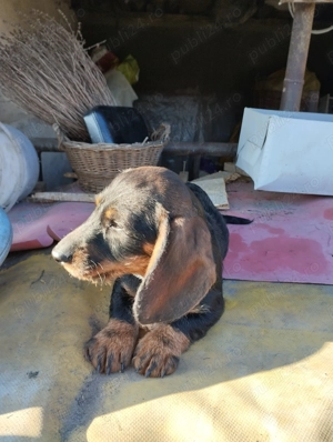 Cățel Teckel sarmos - imagine 2