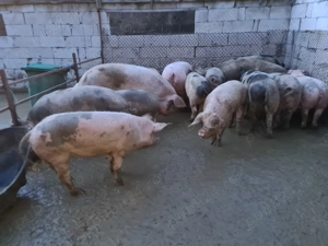 Porci de vânzare 