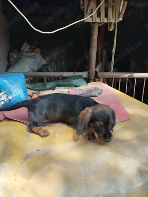 Cățel Teckel sarmos - imagine 3