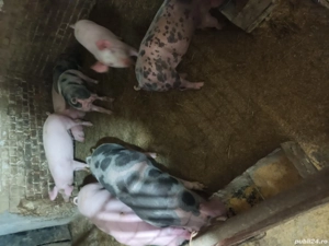 vand porci  - imagine 2