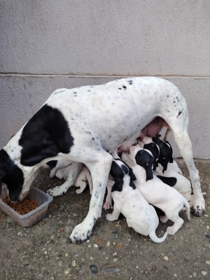 Căței de vânzare Pointer  - imagine 2