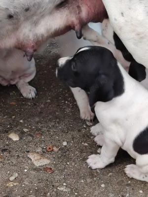 Căței de vânzare Pointer 