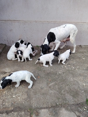 Căței de vânzare Pointer  - imagine 3