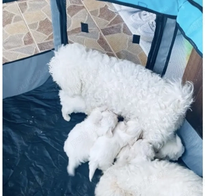 Bichon frise toy - imagine 4