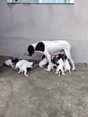 Căței de vânzare Pointer  - imagine 4