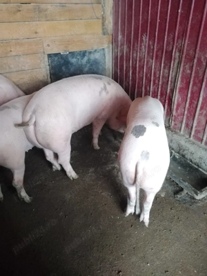Porci crescuți la curte