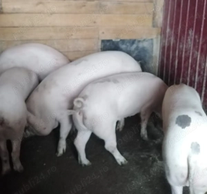 Porci crescuți la curte - imagine 3