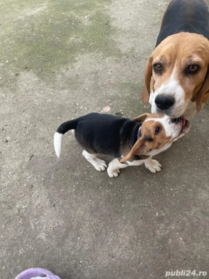 Catelusi Beagle - imagine 2